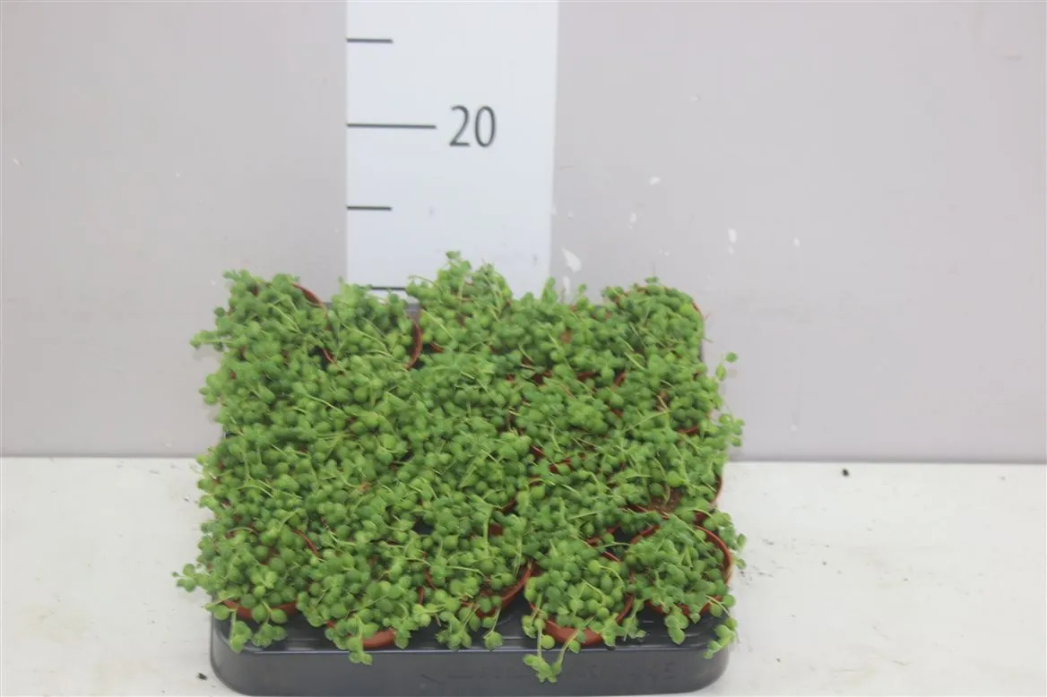 Senecio Rowleyanus • črepník 5,5 cm