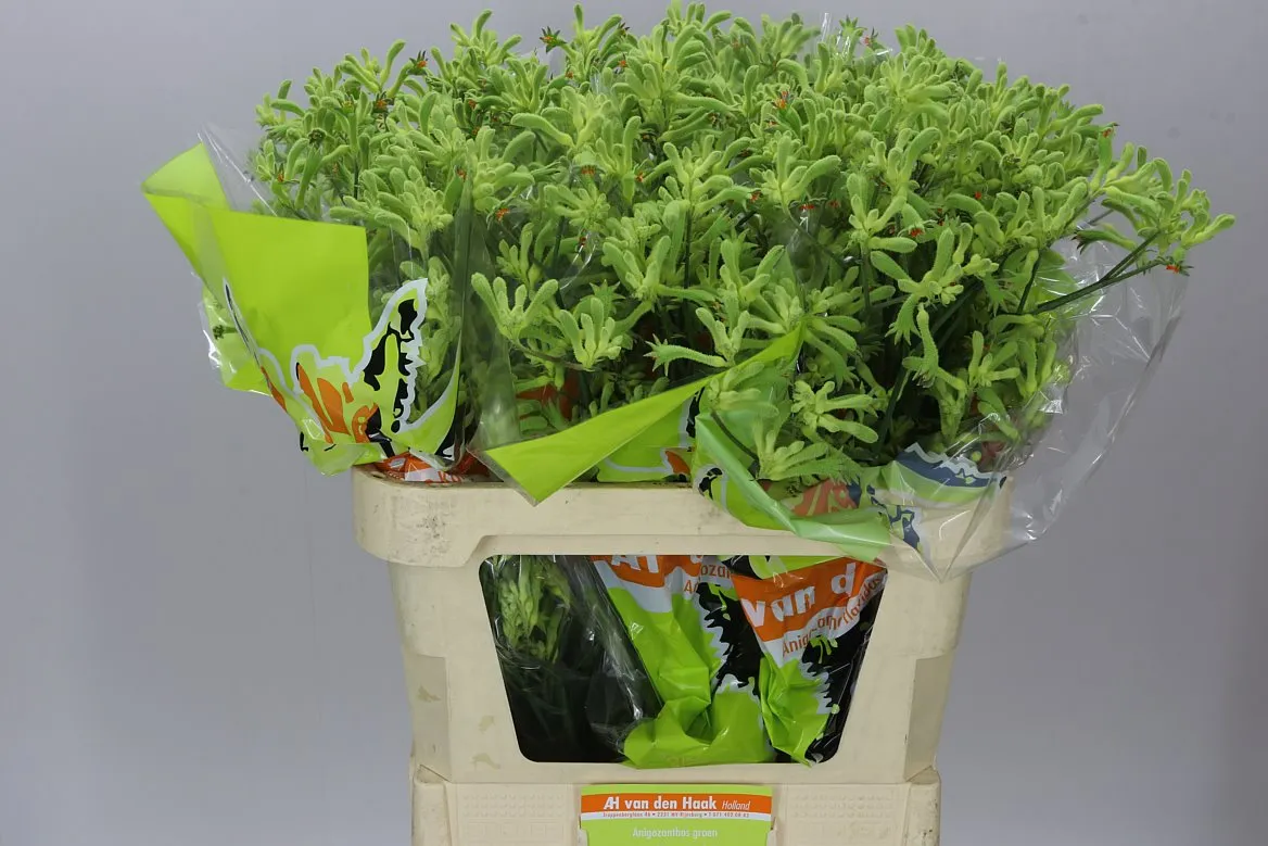 Anigozanthos Green • 80 cm