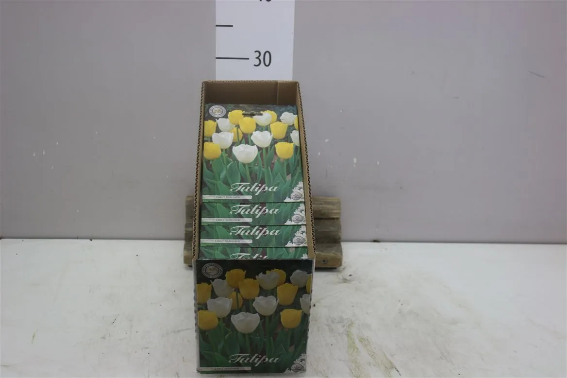 Bol Tulp Early Sunshine X10