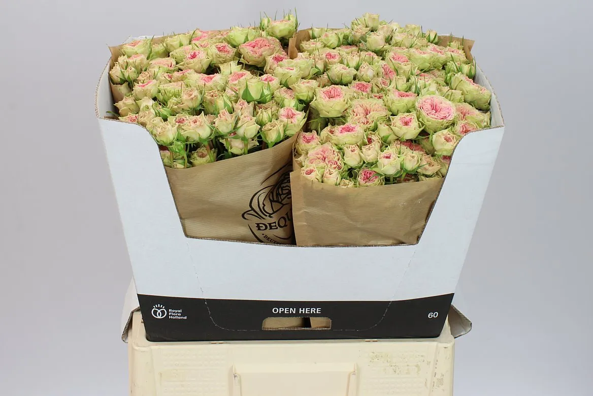 Ruža trsová Grandma F Daisy • 60 cm