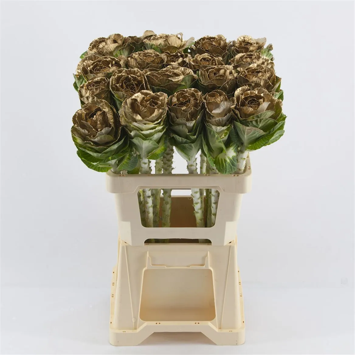 Brassica Painted Gold • 60 cm