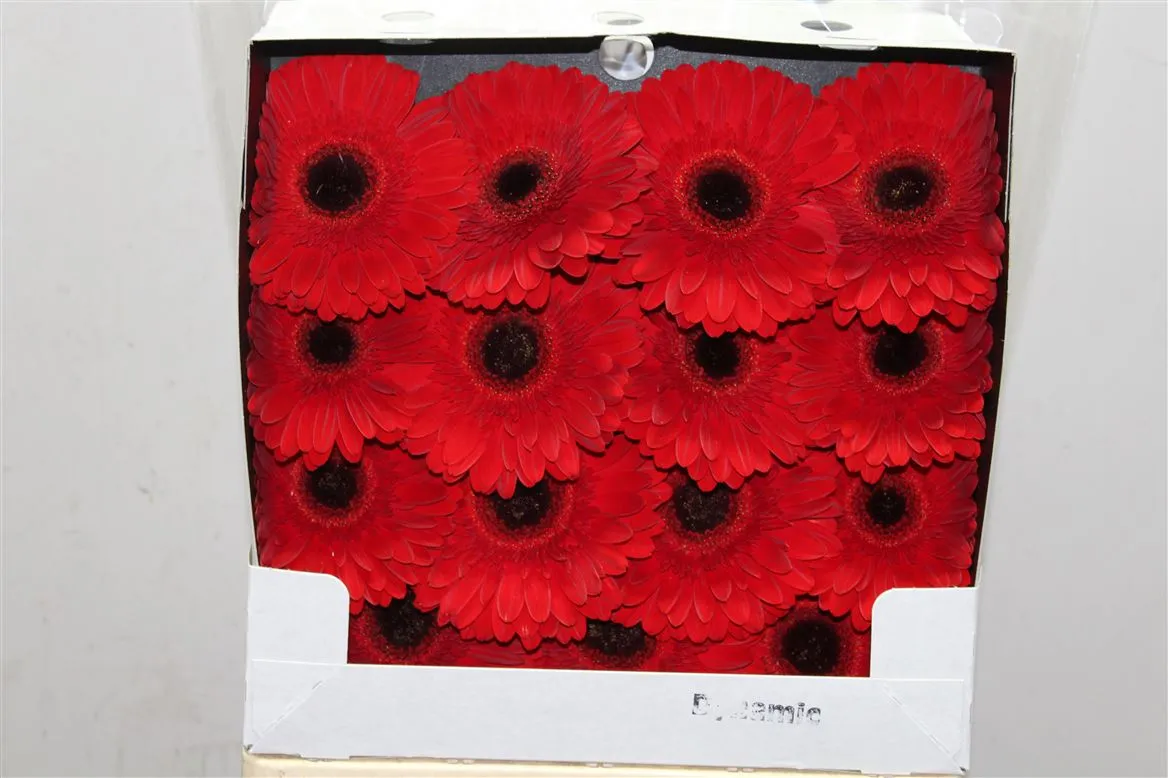 Gerbera Diamond Dynamic • 55 cm