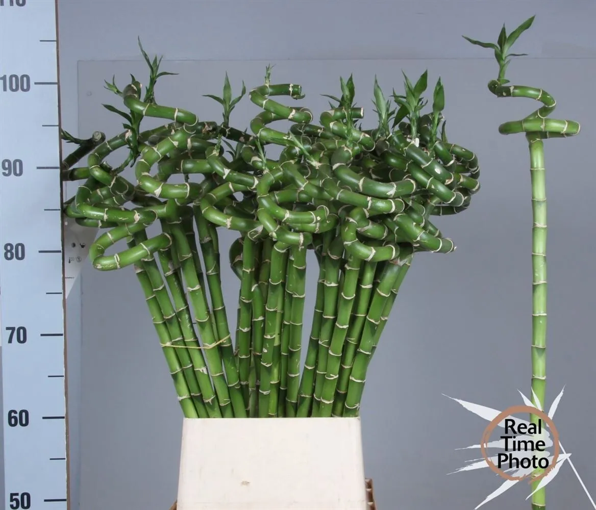 Lucky Bamboo Twisted • 100 cm