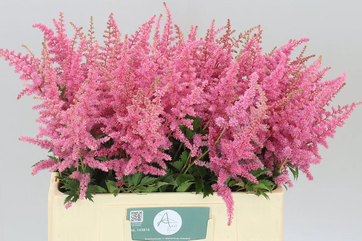 Astilbe Cattleya • 60 cm