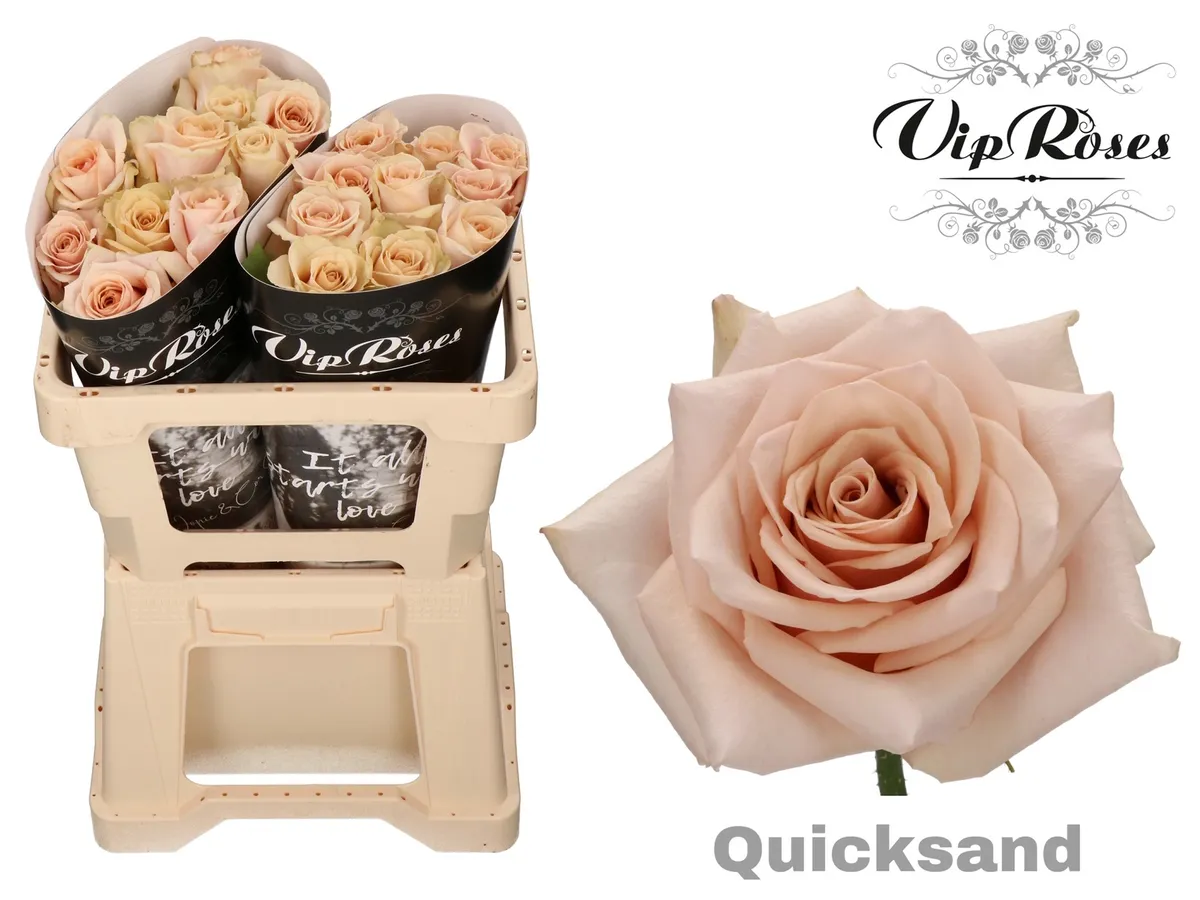 R Gr Quicksand X20 • 50 cm