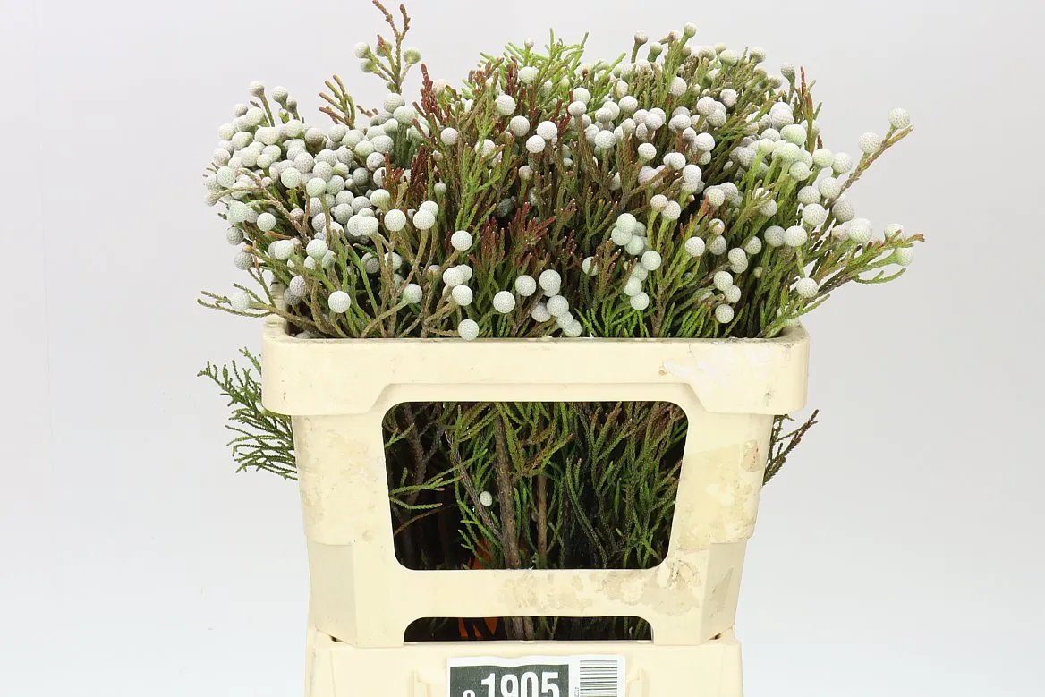 Kaaps Brunia Spray • 50 cm