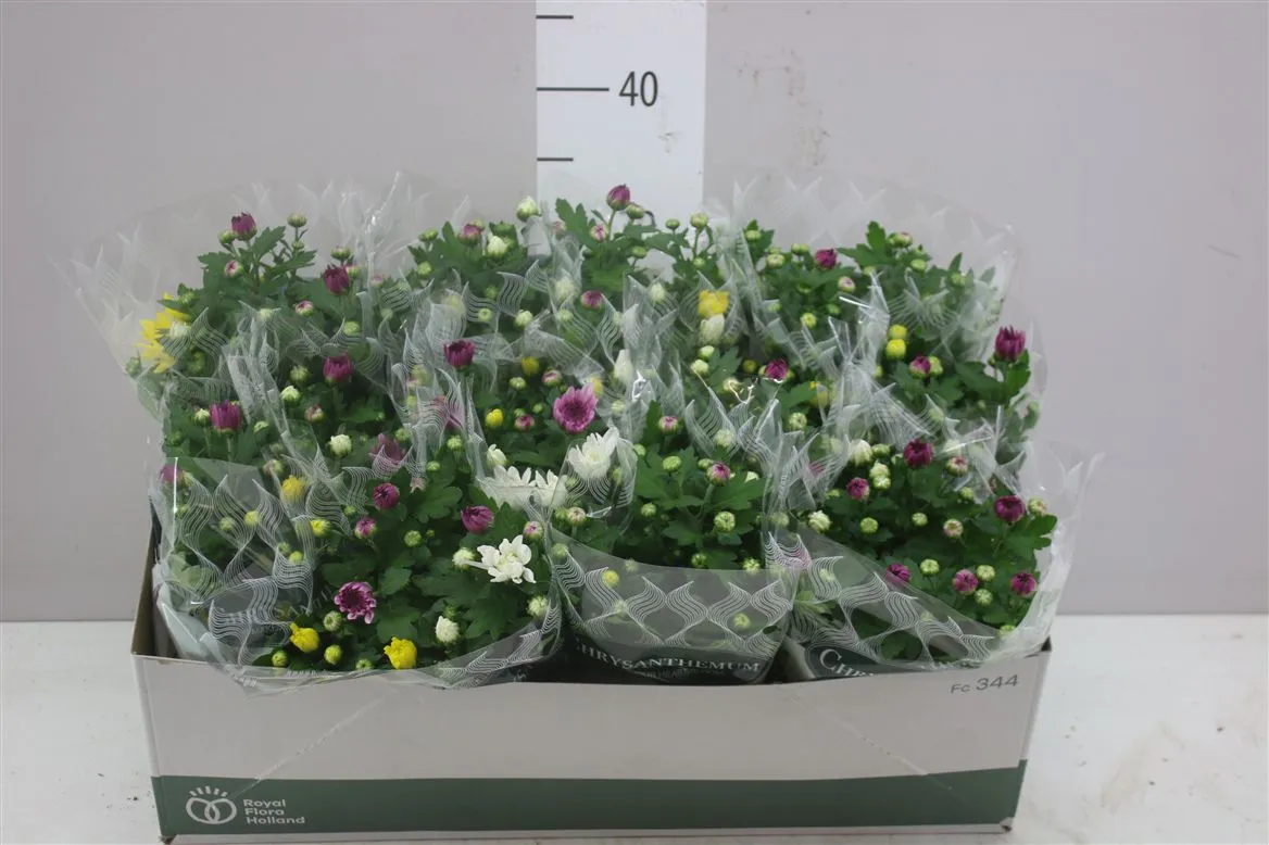 Chrysanth Carnaval • črepník 12 cm