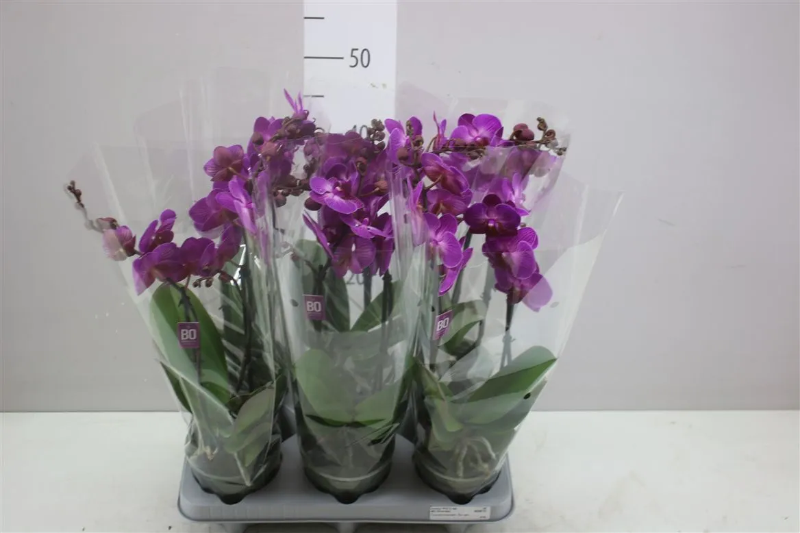 Phal Mtfl Paars 2 Tak • črepník 12 cm