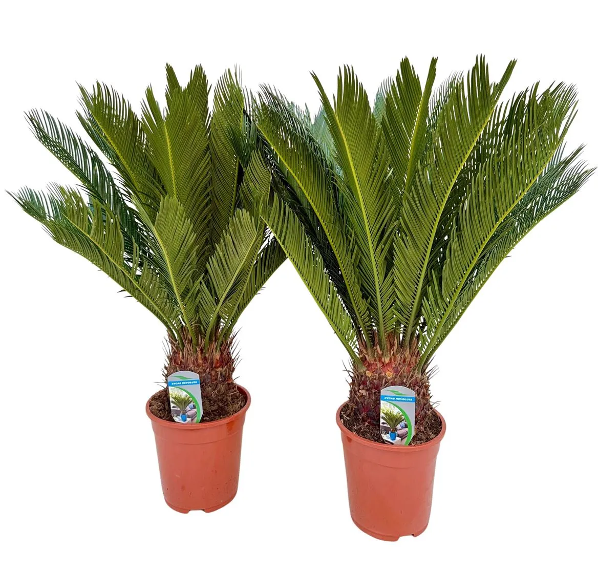 Cycas Revoluta 15+ • črepník 19 cm