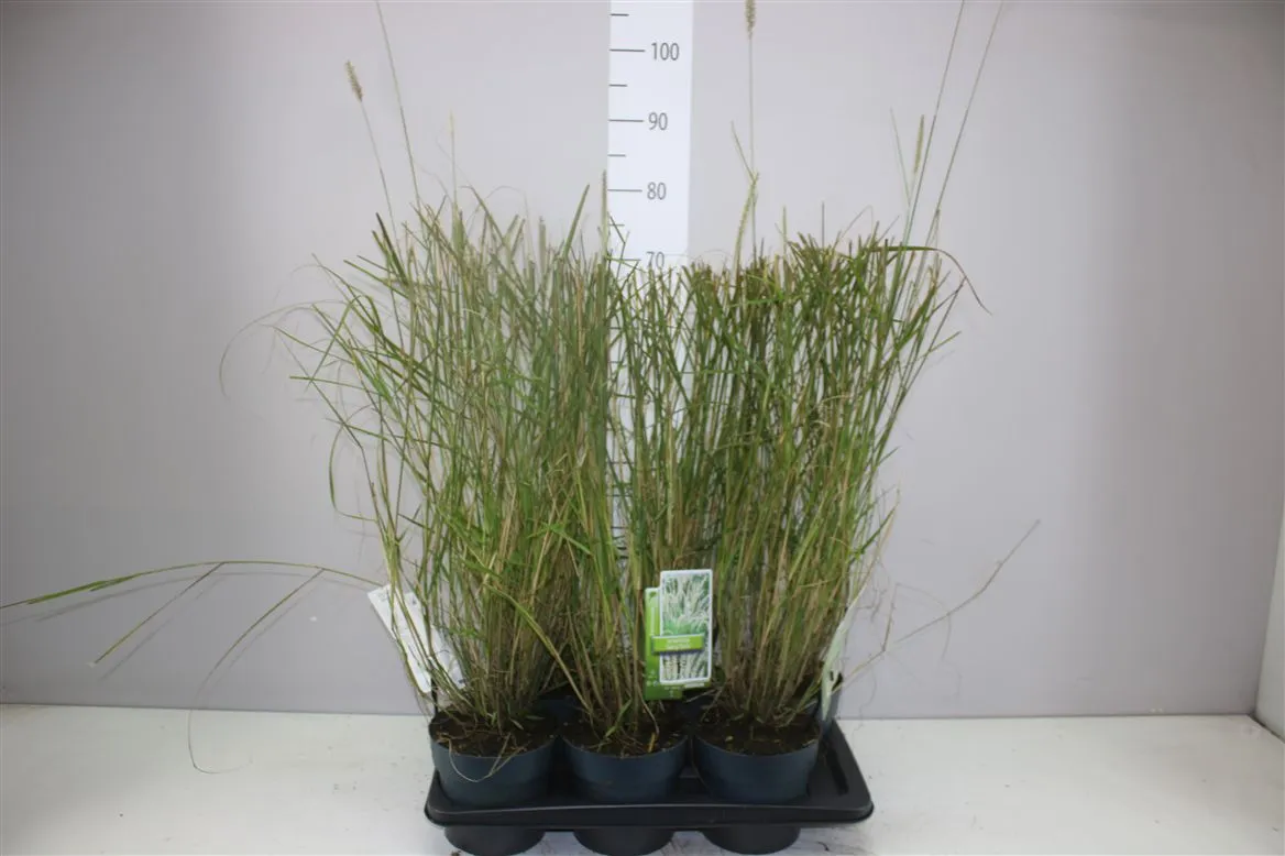 Pennisetum Orientale 'fairy Tails' • črepník 17 cm