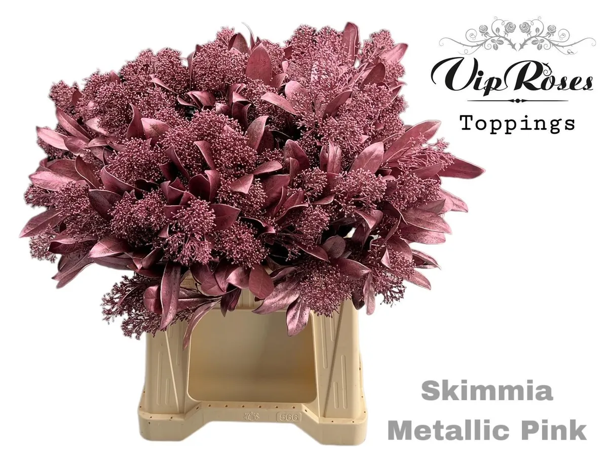Skimmia Metallic Pink • 45 cm