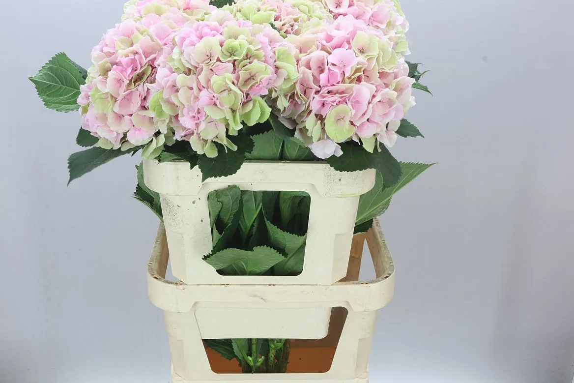 Hyd Verena Pink Classic • 100 cm