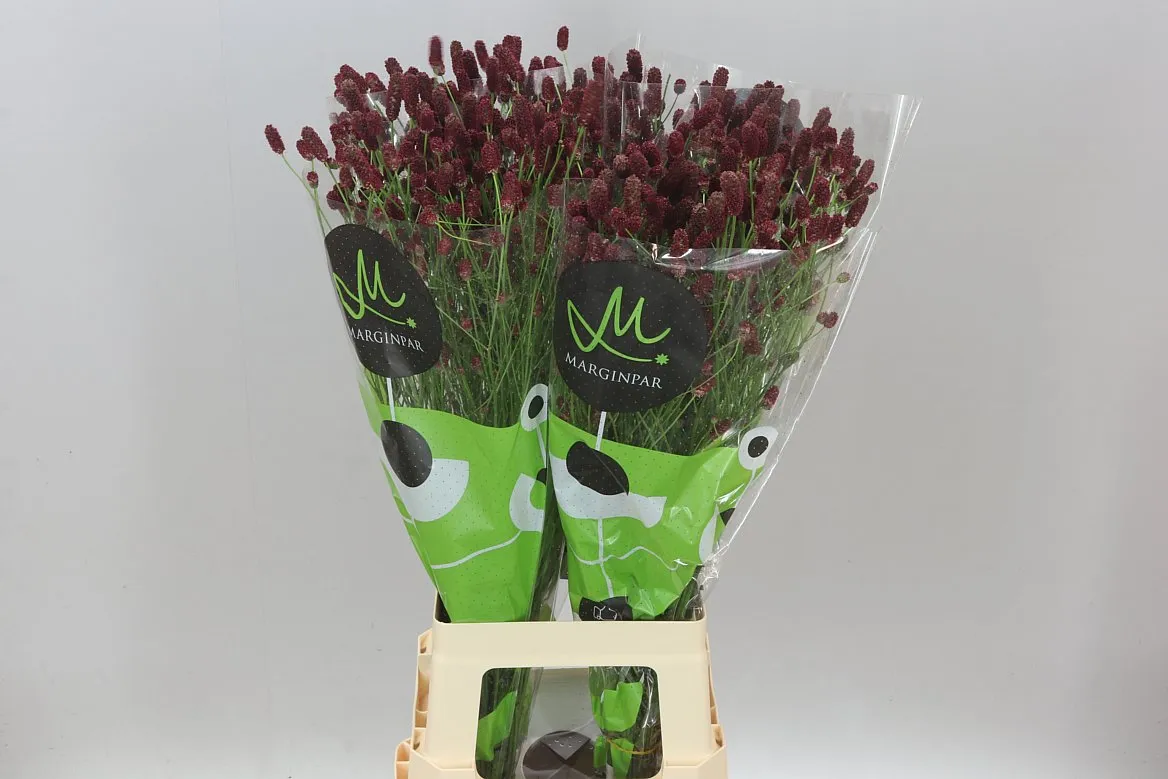 Sanguisorba Off Red Dream • 80 cm