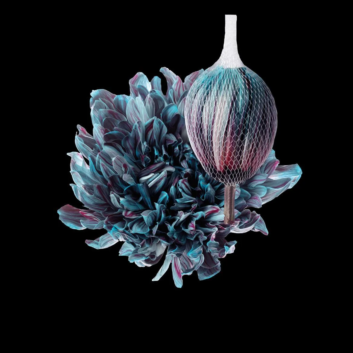Chryzantéma veľkokvetá Antonov Ocean Fresh • 70 cm