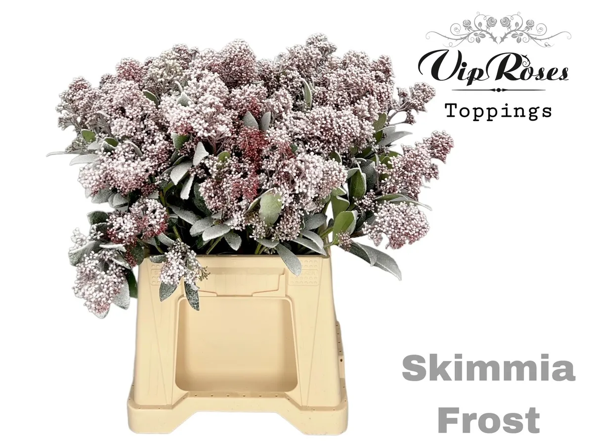 Skimmia Frost • 45 cm