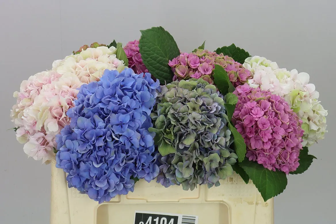 Hydrangea Mixed • 50 cm