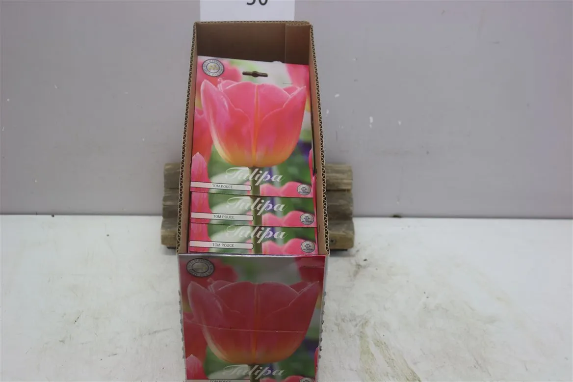 Bol Tulp Triumph Tom Pouce X7