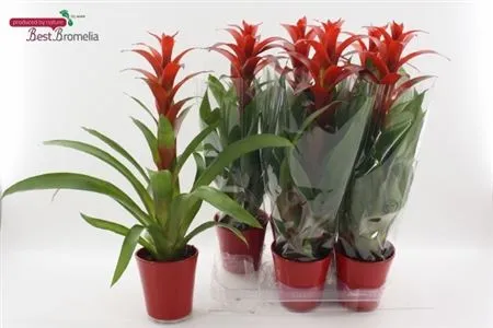 Guzmania Allura Keramiek • črepník 13 cm
