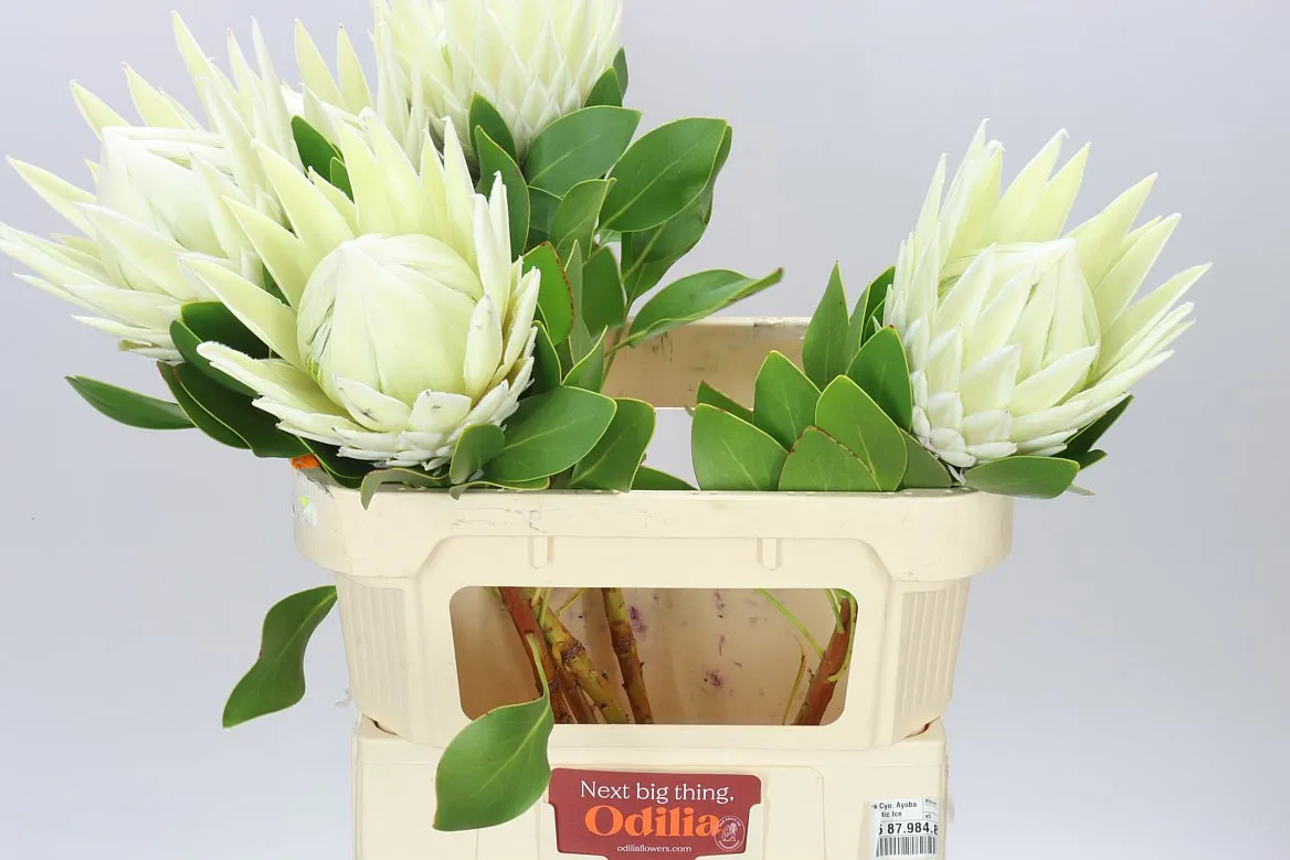 Protea Cynaroides Arctic Ice • 70 cm