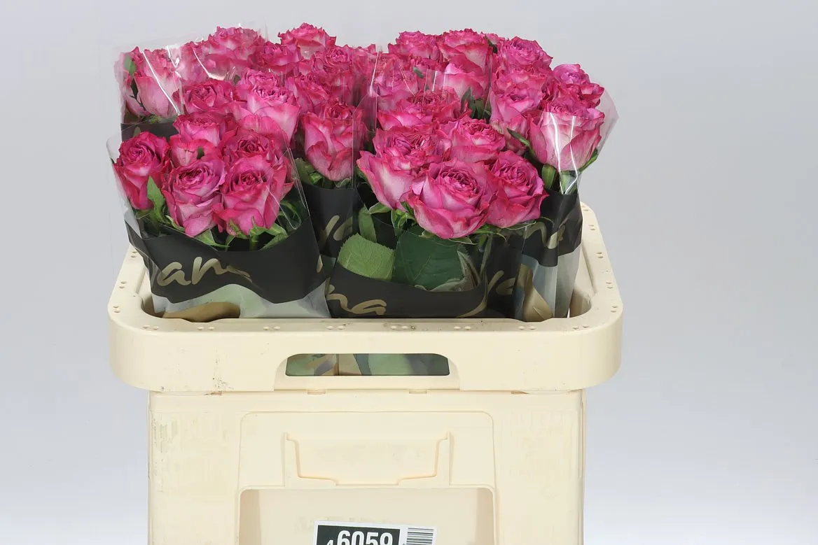 Rosa Gr Garcia • 60 cm