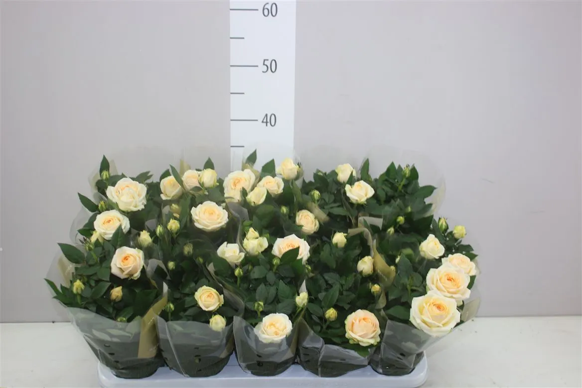 Ruža črepníková Grande Creme • črepník 10,5 cm
