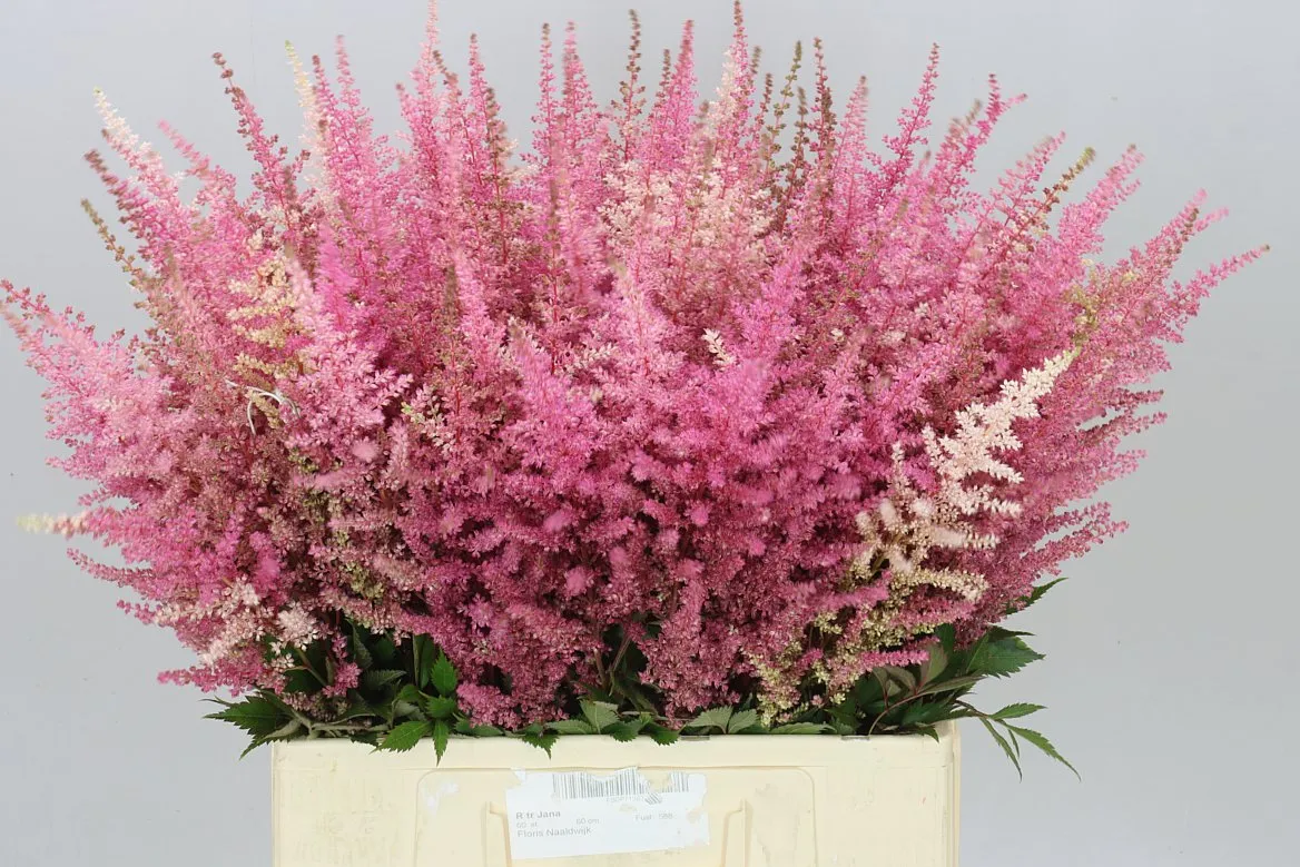 Astilbe Romanze • 70 cm