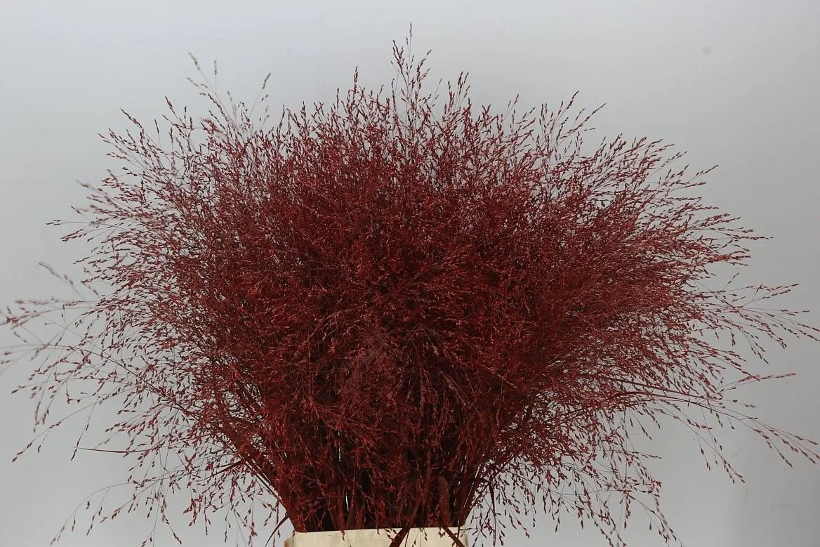 Panicum farbené Burgundy • 90 cm