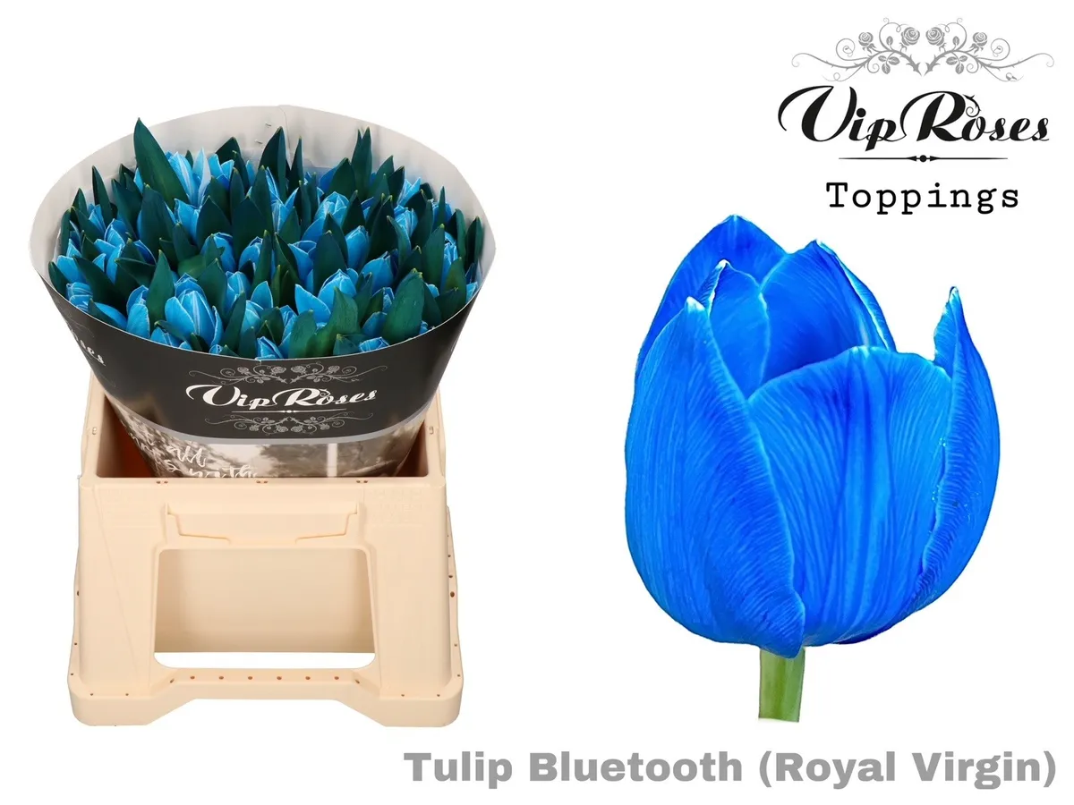 Tulipán jednoduchý Rv Bluetooth • 38 cm