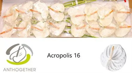 Anth Acropolis