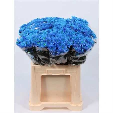 Chryzantéma trsová Euro Dark Blue • 70 cm