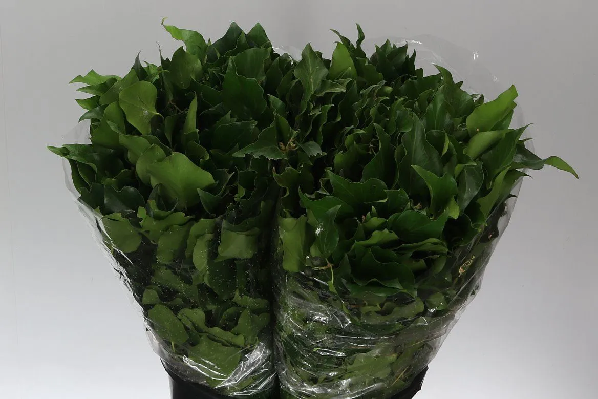 Hedera Leaf • 55 cm