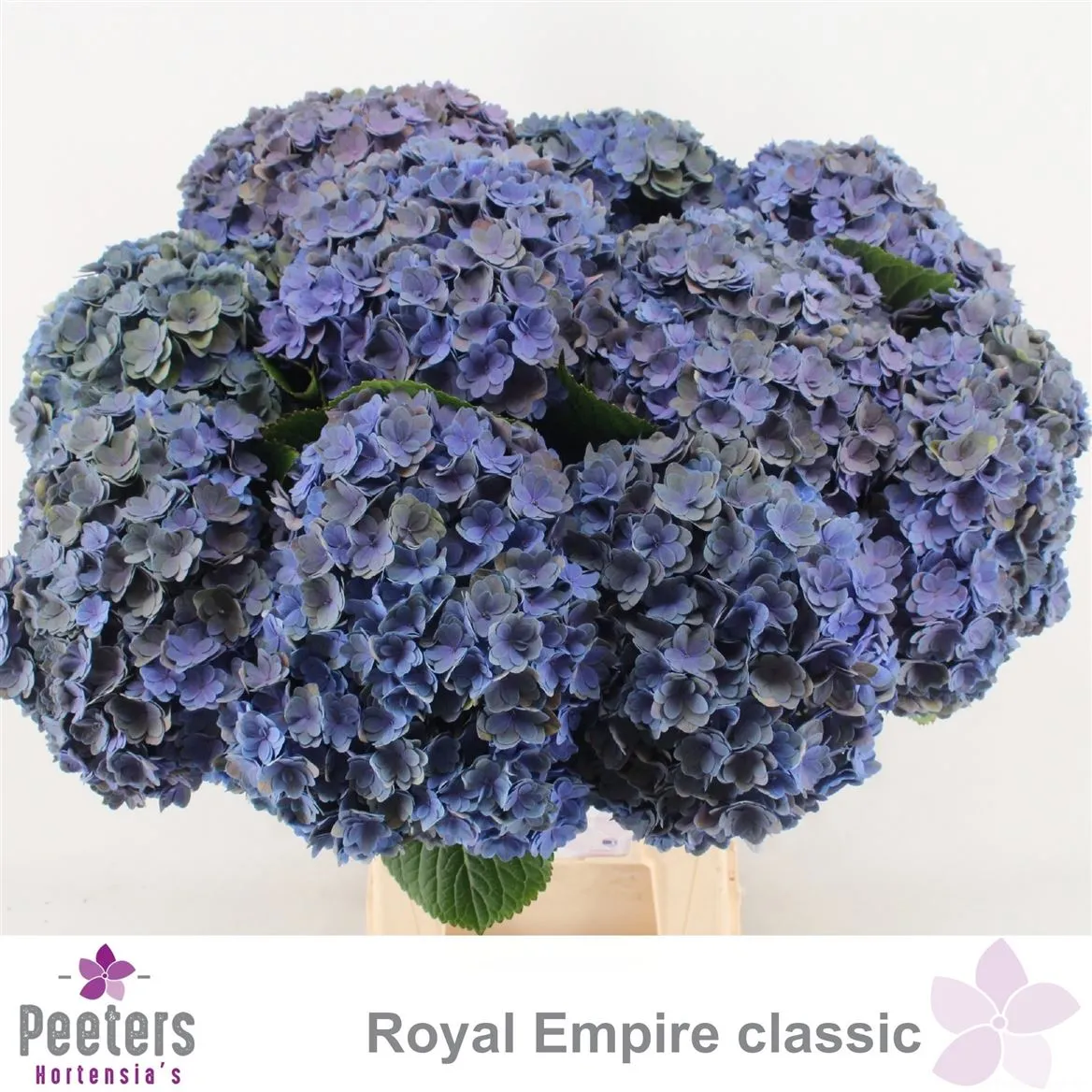 Hydl Empire Classic • 65 cm