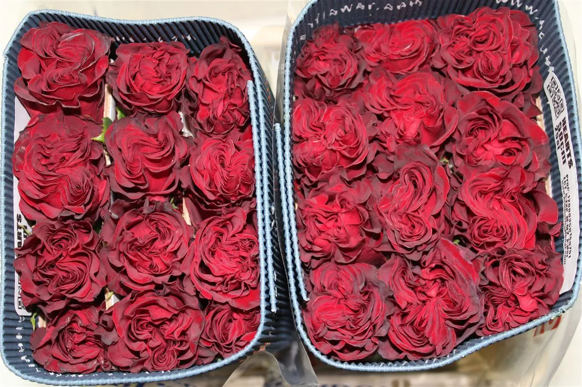 Rosa Gr Ec Hearts • 50 cm
