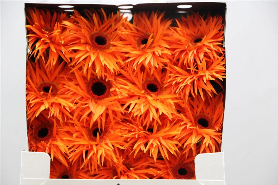 Gerb D Spider Orange Spring • 55 cm