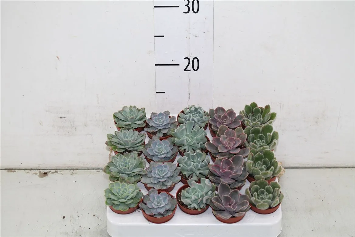 Echeveria mix • črepník 5,5 cm