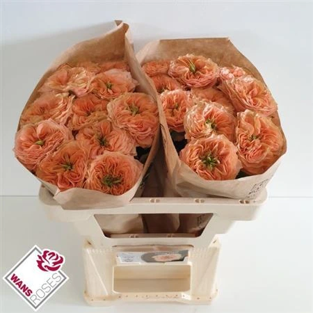 Ruža záhradná Living Coral • 50 cm