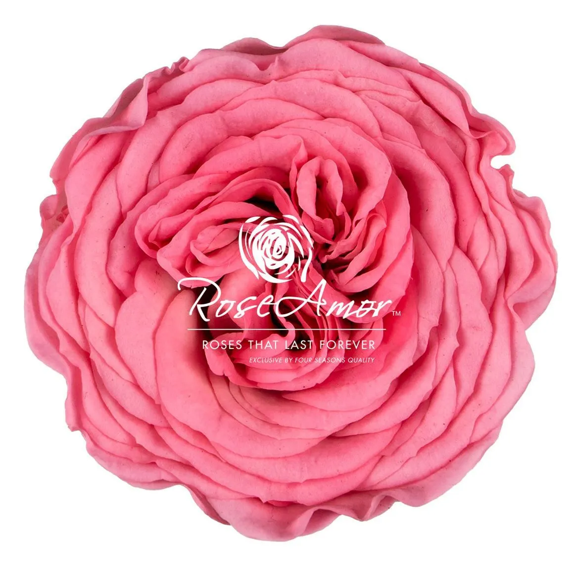 Stabilizovaná ruža Amelia ⌀ 4 cm, ružová PIN06
