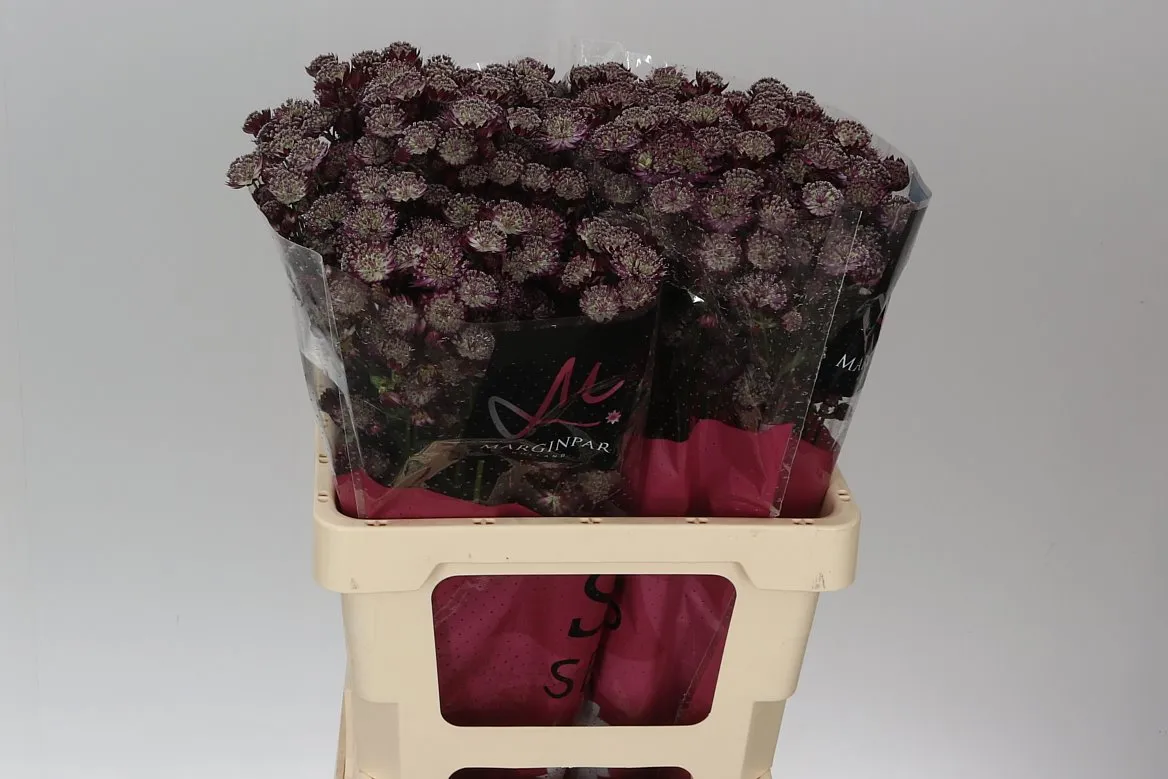 Astrantia Star Of Love • 60 cm