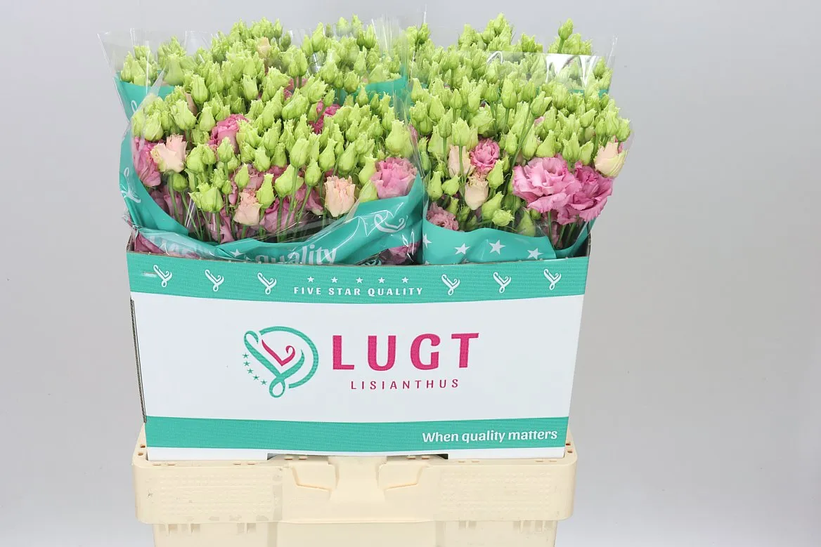 Eustóma plnokvetá Alissa Rose Pink • 70 cm
