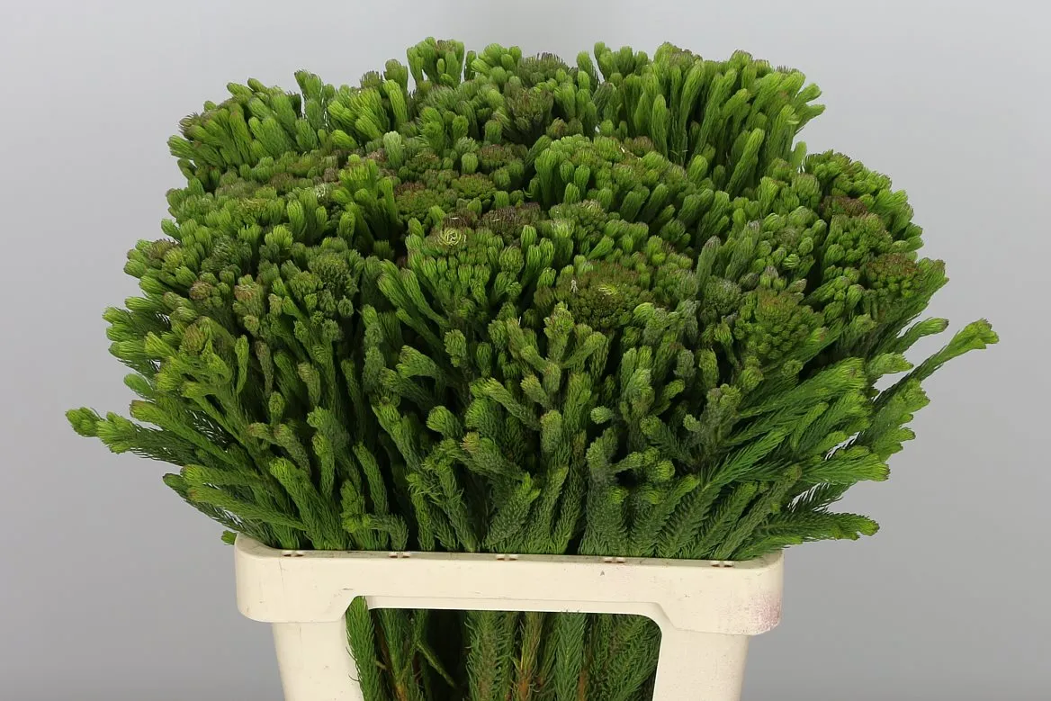 Kaaps Brunia Albigreen • 50 cm