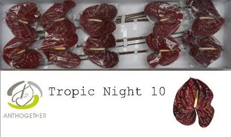Anth Tropic Night