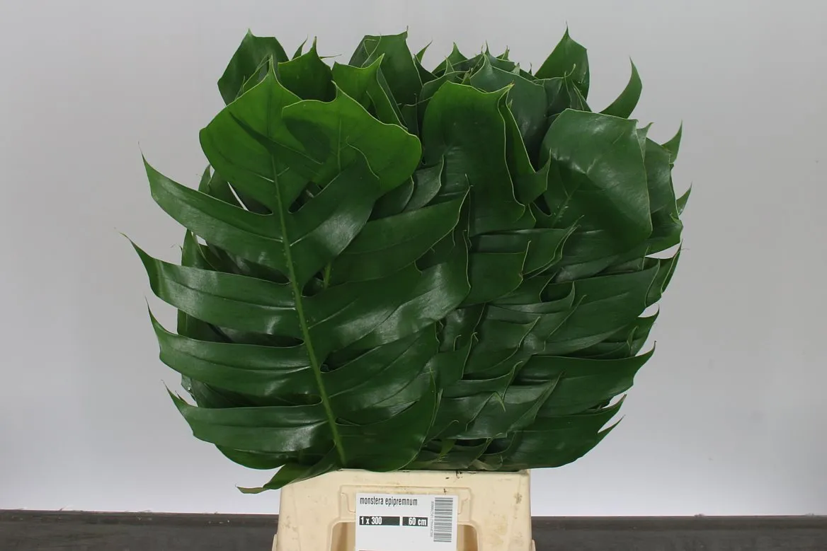 Monstera Epipremnum • 60 cm