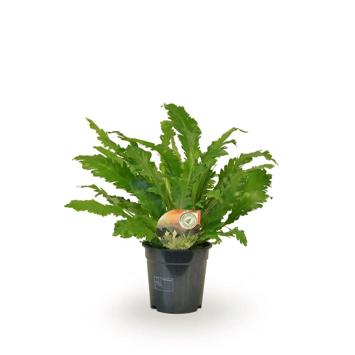 Asplenium Campio • črepník 17 cm
