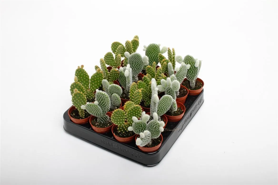 Opuntia Mix • črepník 5,5 cm