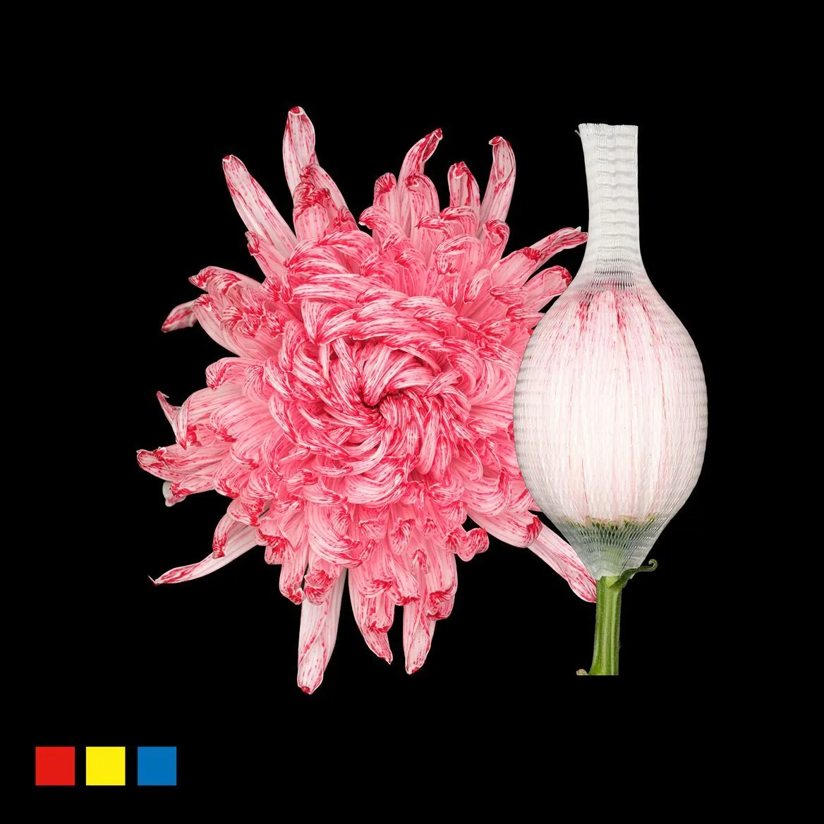 Chryzantéma veľkokvetá Stravina Lipstick • 70 cm