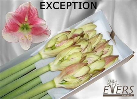 Amarylis Exception • 80 cm