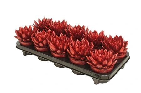 Echeveria Red + Glitter • črepník 10,5 cm