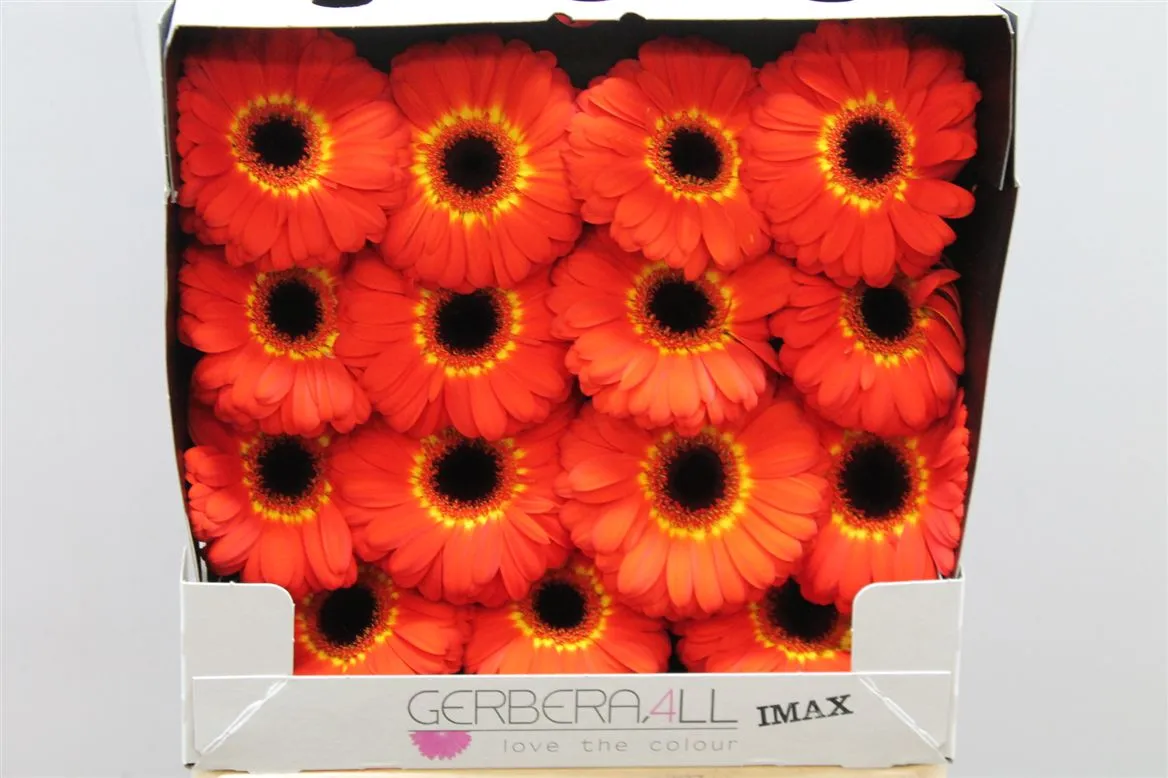 Gerbera Diamond Imax • 55 cm
