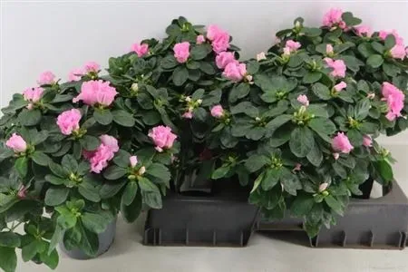 Azalka Rose Vogel • črepník 15 cm