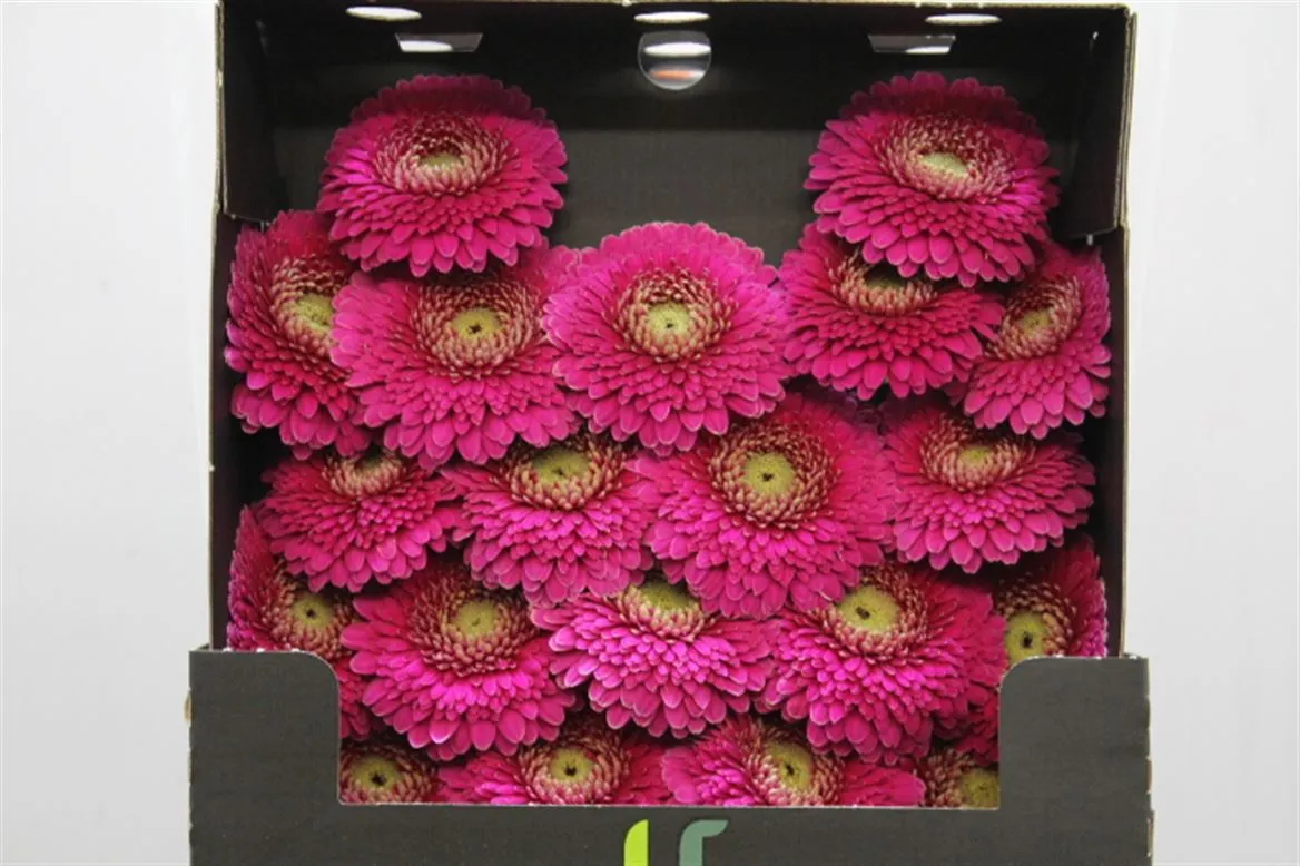 Germini Diamond Pomponi Japio • 55 cm